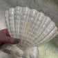 Large Vintage Raynham Lustre Shell Vase / Planter – England c.1950s