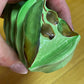 Carlton Ware Australian Design Green Leaf Toast Rack with Gum Nuts