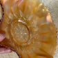 Antique Marigold Carnival Glass Bowl – Daisy & Leaf Pattern